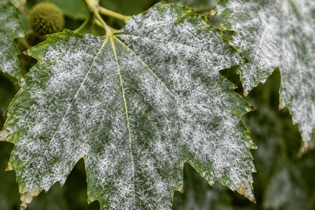 feuilles blanchâtres